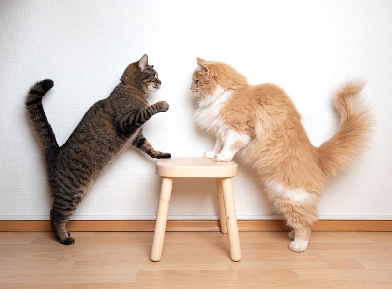 cats armwrestling fight battle