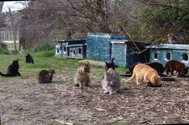 cats-eating-at-a-cat-sanctuary