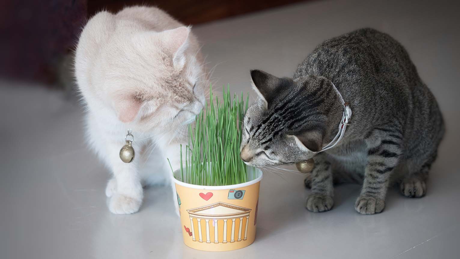 cats eating Wheatgrass