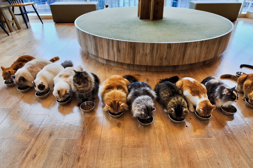 cats eating_Taras Vyshnya_Shutterstock
