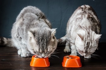 cats eating_shutterstock_Sharaf Maksumov