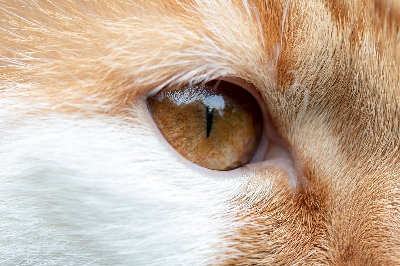 cat's eye close up