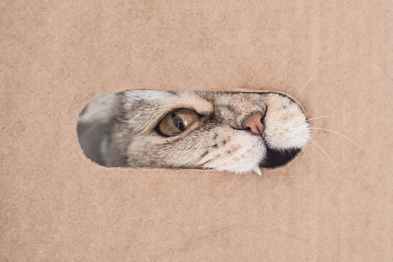 cats-face-biting-through-a-cardboard-box_Regina-Erofeeva_shutterstock
