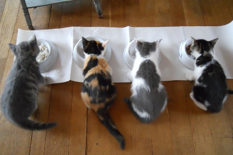 cats feeding on a white bowl