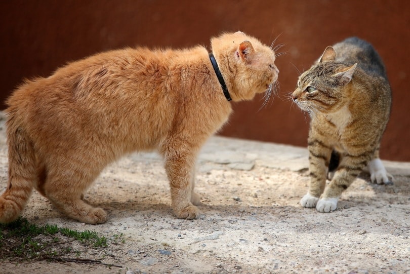 cats fighting III_Vshivkova_Shutterstock