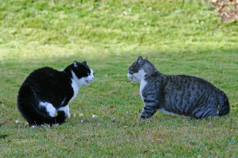 cats fighting