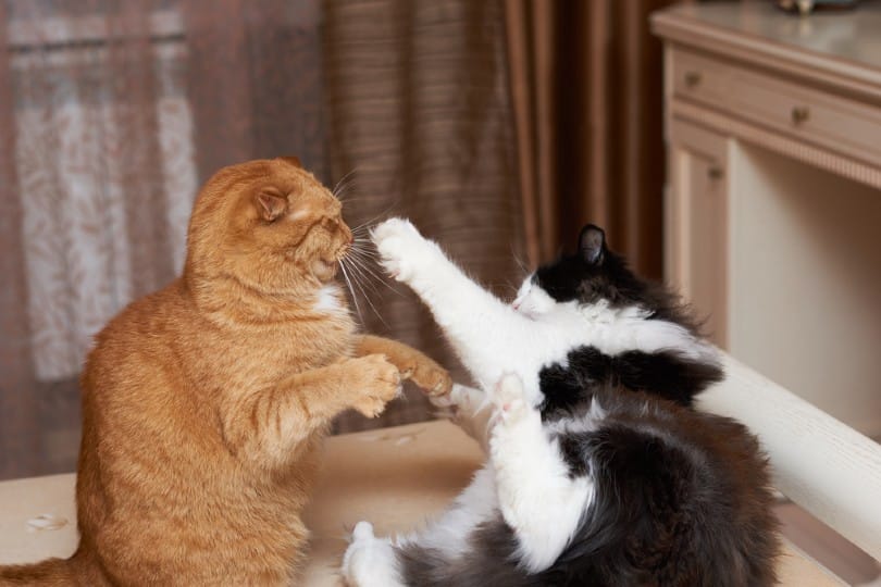 cats fighting