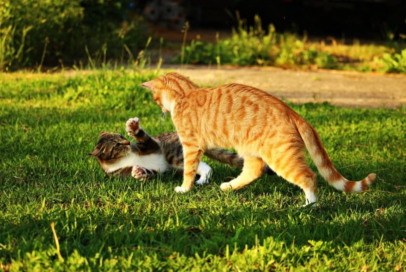 cats fighting