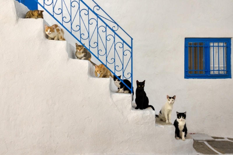 cats on a staircase in a Greek village alleyway