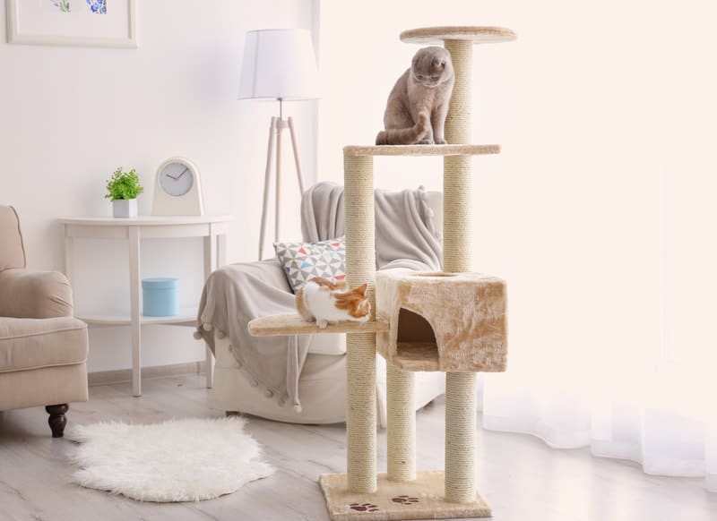 cats playing on cat tree