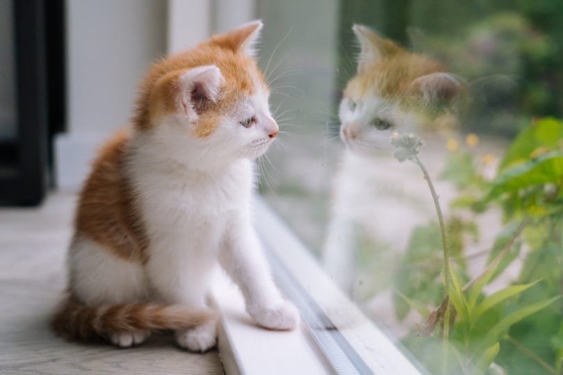 cats reflection II_ OlenaPalaguta_Shutterstock