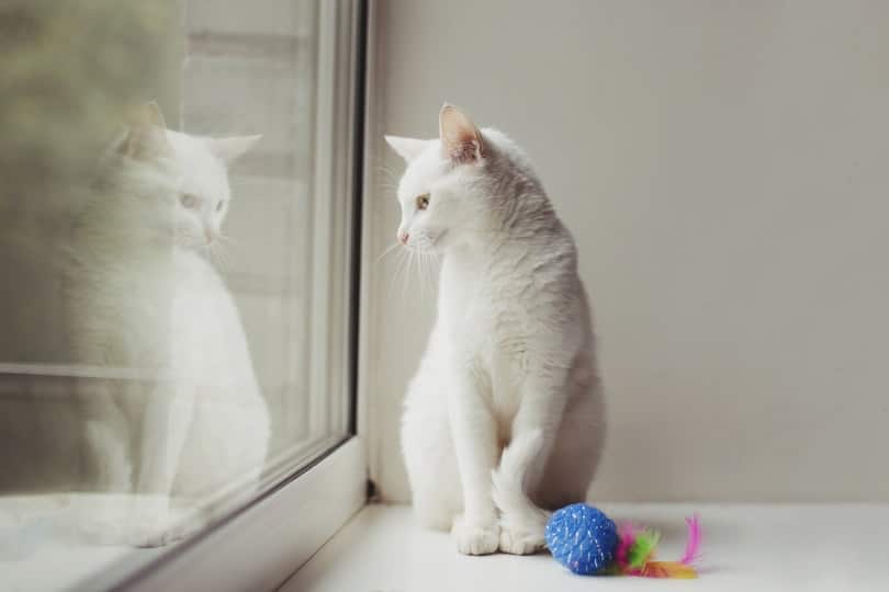 cats reflection_Taya Ovod_Shutterstock