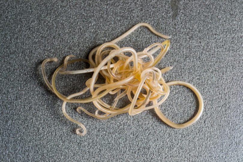 cats roundworms