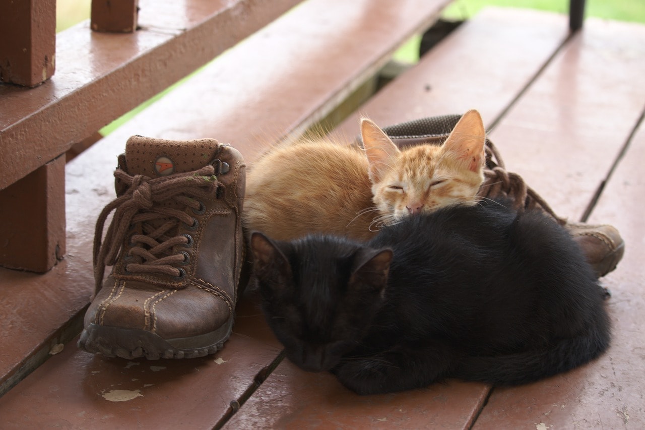 cats sleeping beside the shoes