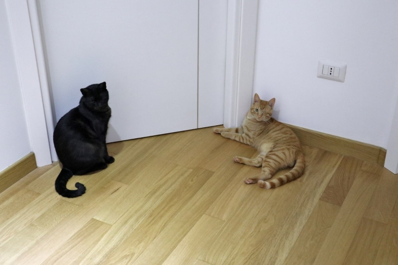 cats waiting outside the bedroom door