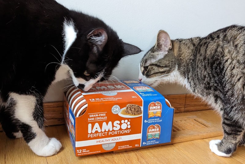 cats with the iams wet food in a box