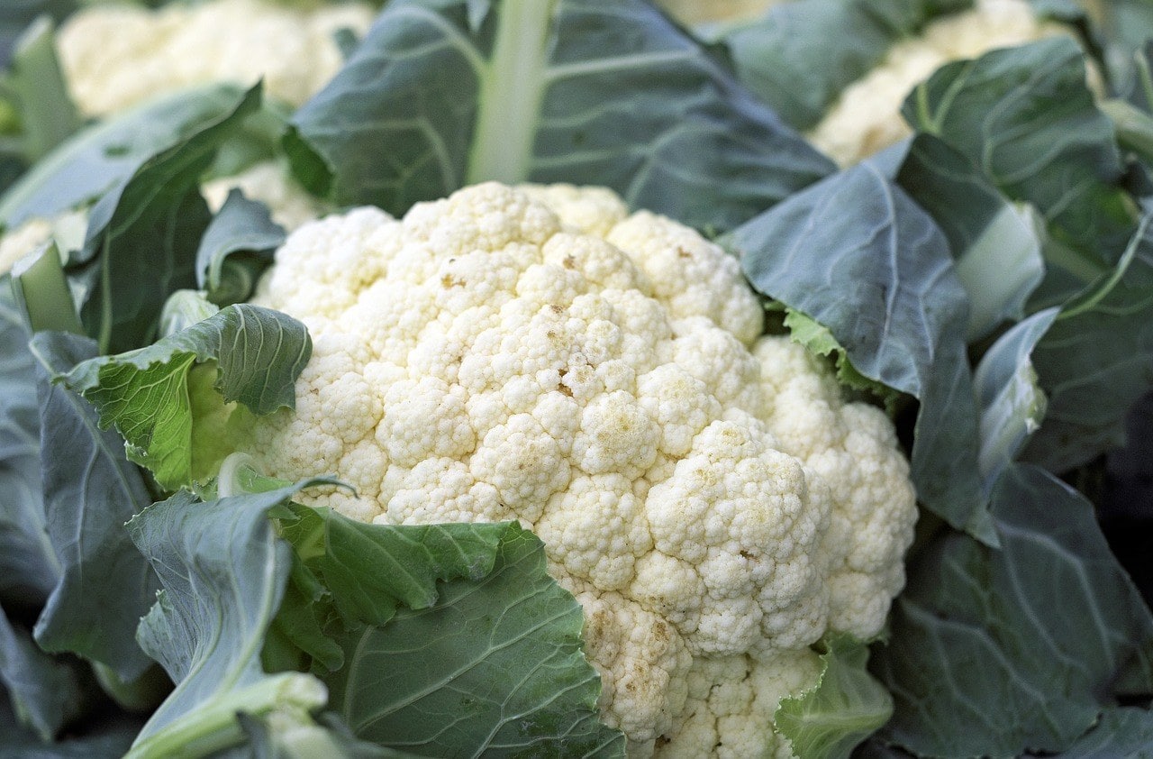 Can Cats Eat Cauliflower? VetReviewed Nutrition Facts & FAQ Catster