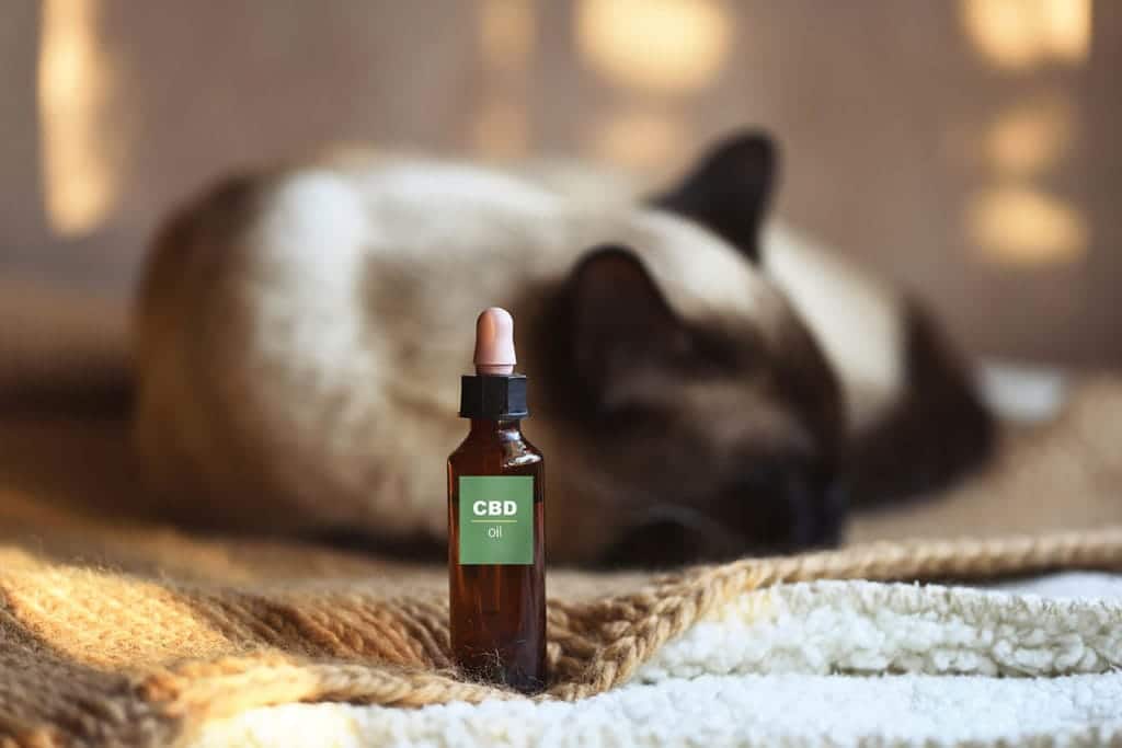 cbd oil and cat on background