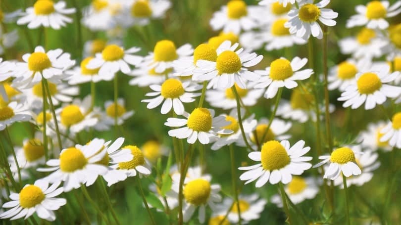 chamomile plant