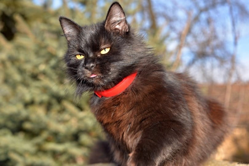 chantilly-tiffany cat outdoors