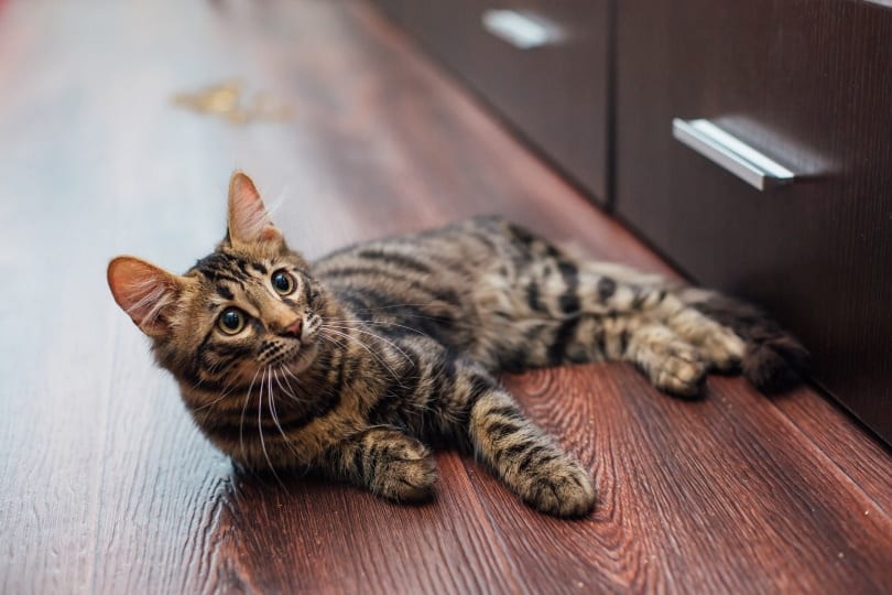 charcoal bengal cat lying on the floor