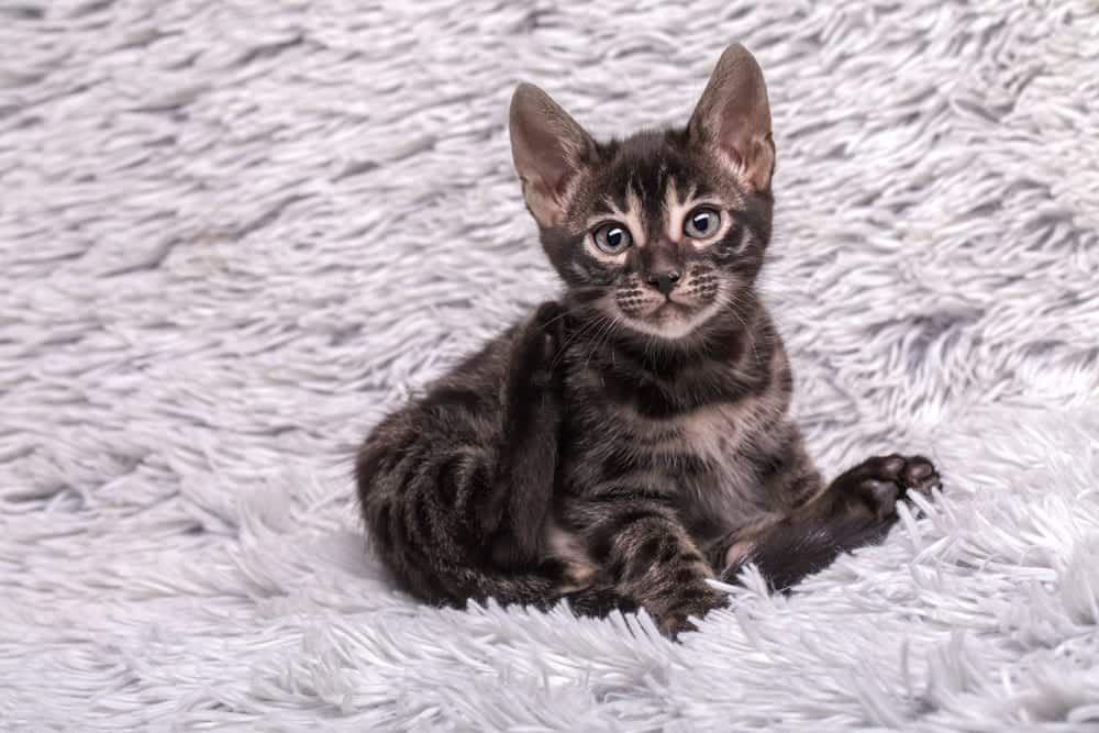 charcoal bengal kitten