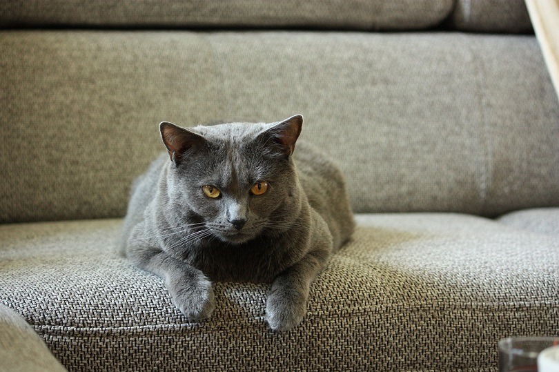 Chartreux Cat Breed