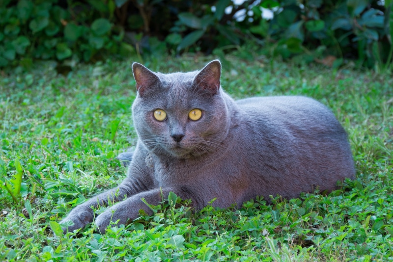 chartreux cat lying on grass