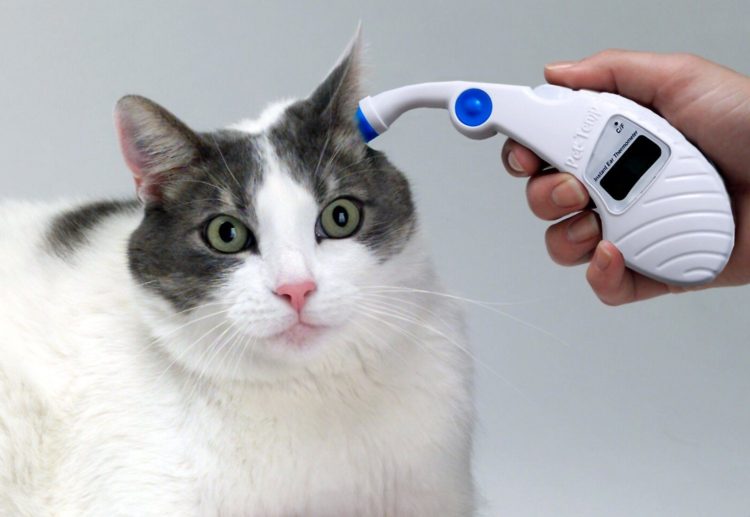 checking cat's temperature with Pet-Temp Instant Pet Ear Thermometer