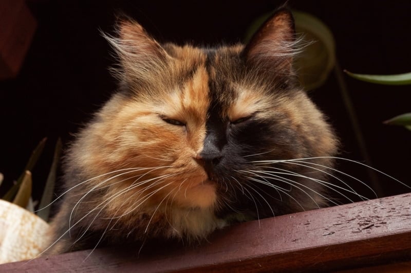 chimera cat lying