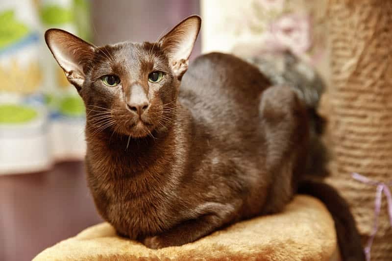 chocolate brown oriental cat on the cat tree