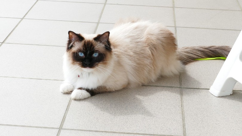 chocolate point ragdoll cat lying on the floor