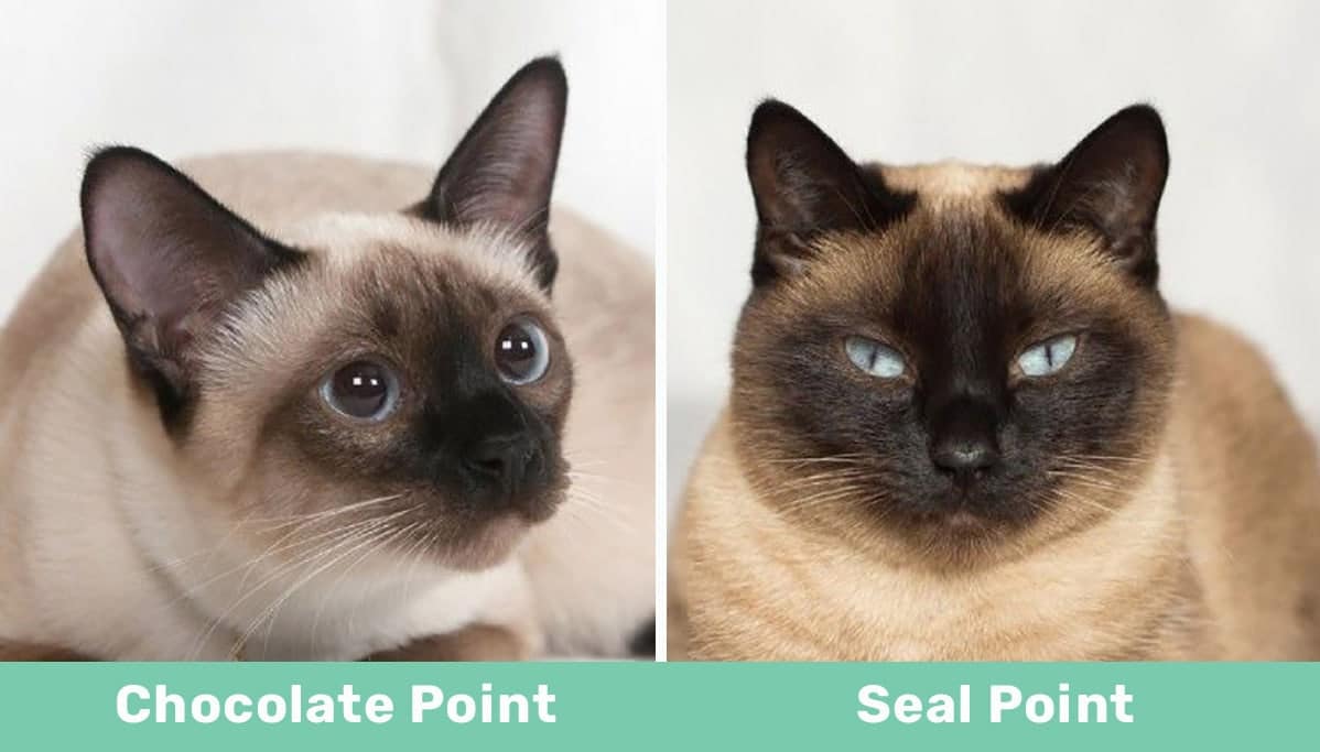 chocolate vs seal point siamese comparison