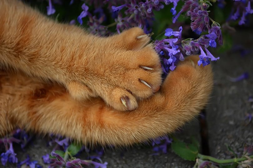 claws of a red cat lying outdoor