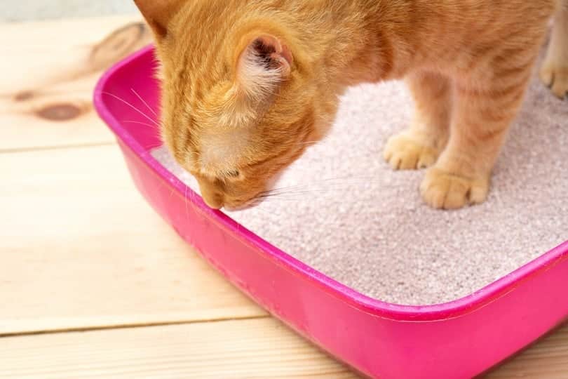 clean cat litter box_Guajillo studio_shutterstock