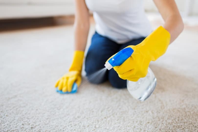 cleaning carpet at home