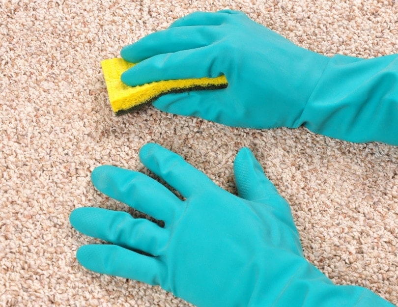 cleaning carpet with sponge
