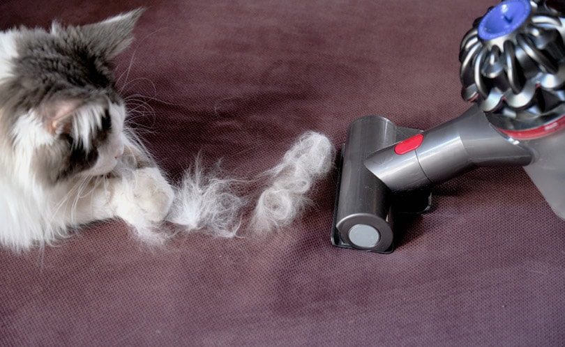 cleaning cat shedded hair with vacuum cleaner