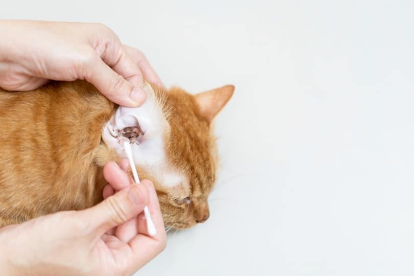 cleaning orang cat's ears with ear wax