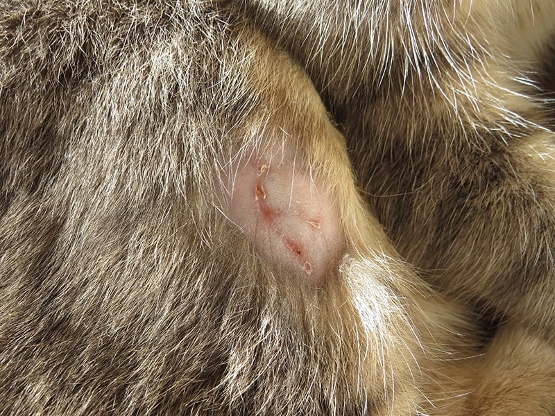 close up abscess injury on a cat's leg