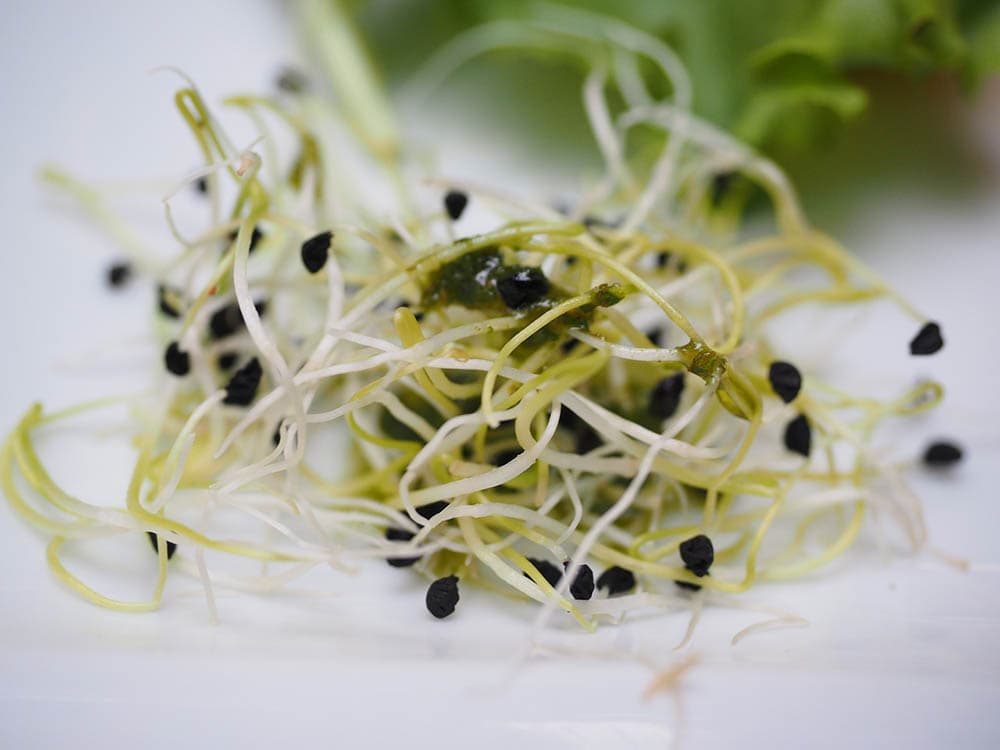 close up alfalfa sprouts