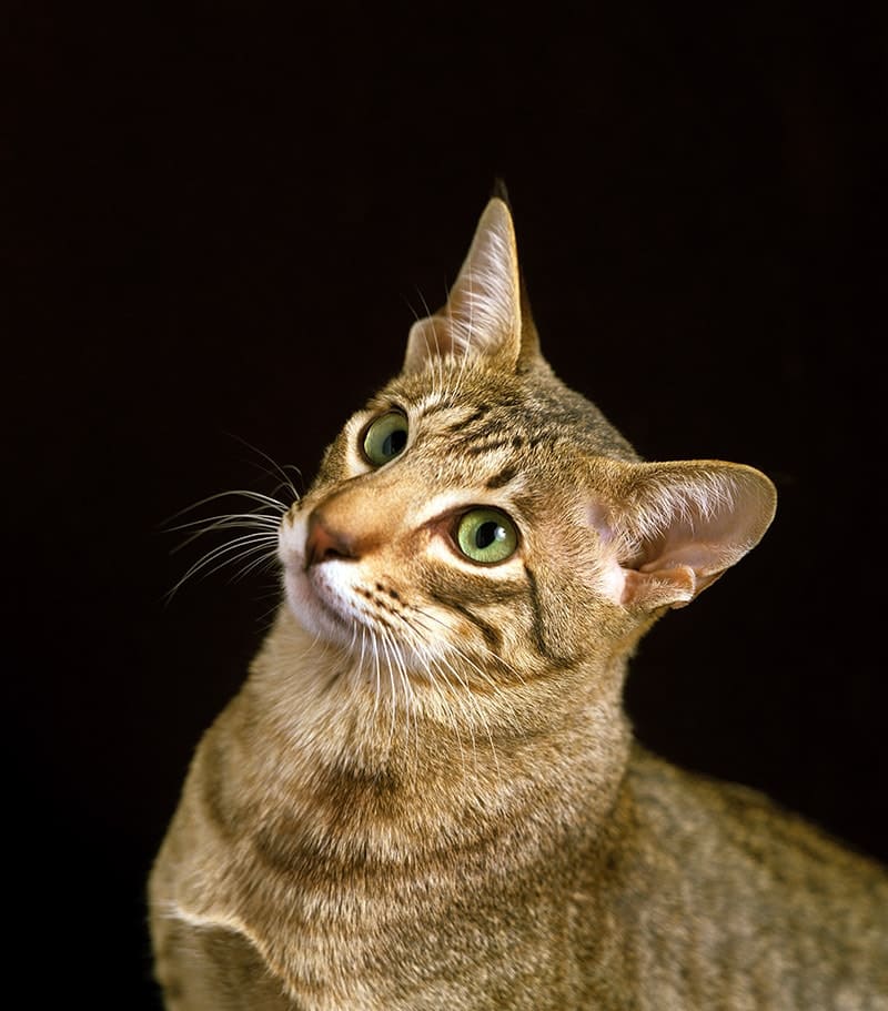 close up bronze Egyptian Mau Cat on black background
