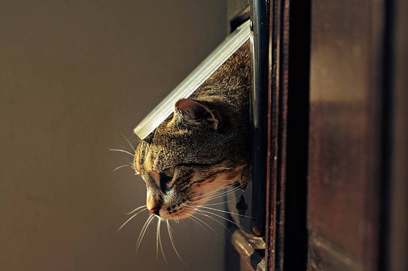 close up cat entering the house using cat door
