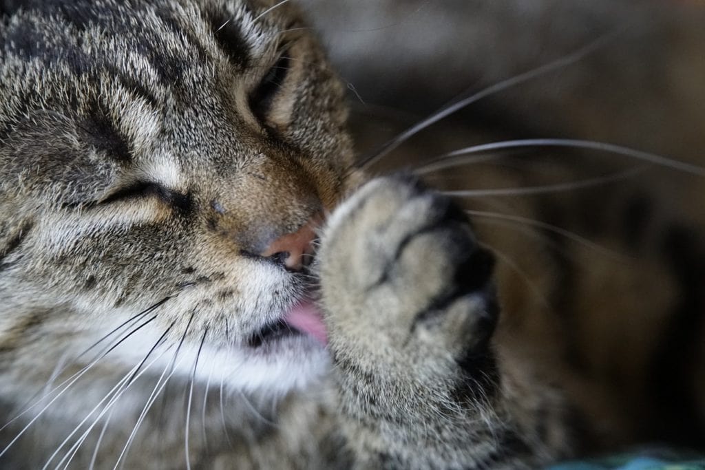 close up cat licking paws