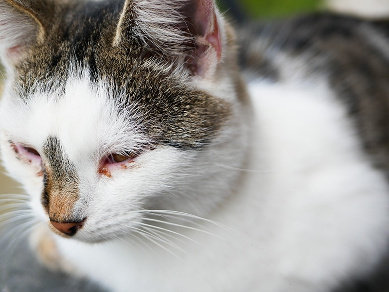 close up cat suffering from chlamydia