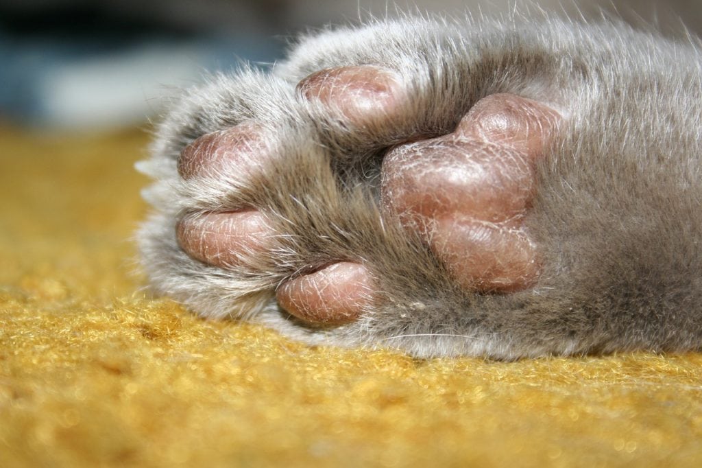 close up cat toe beans