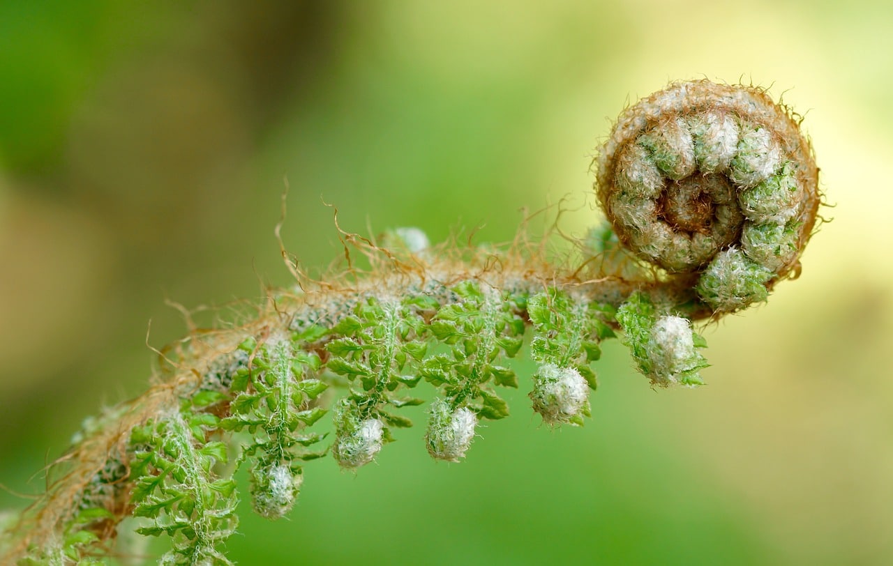 close up fern