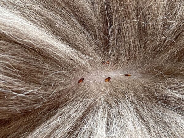 close up fleas on cat