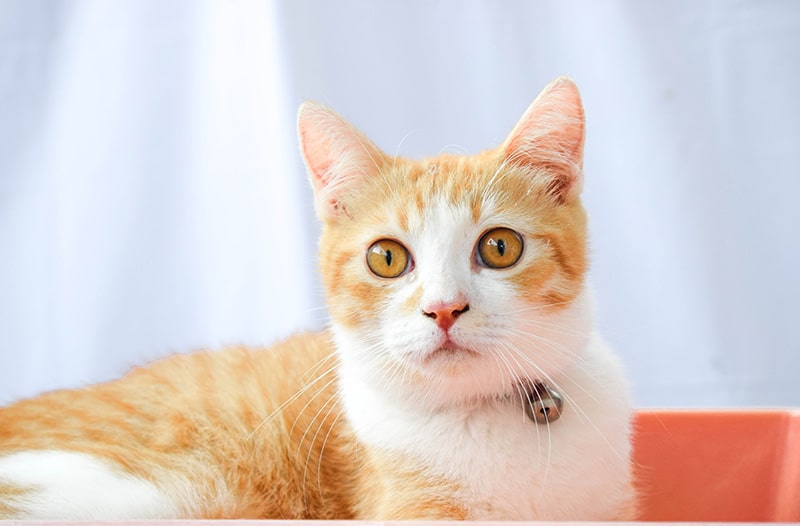 close up javanese cat