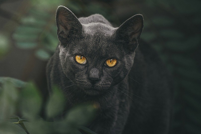 close up of a black cat with amber eyes